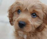 Cockapoo Puppies For Sale Windy City Pups
